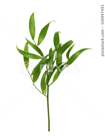 Twig of italian ruscus (DANAE RACEMOSA) with green leaves isolated on white background Twig of italian ruscus (DANAE RACEMOSA) with green leaves isolated on white background 108947491