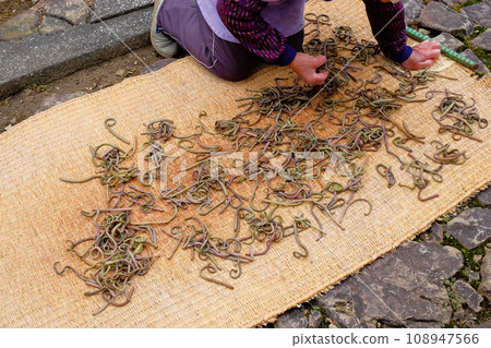 Dry the mainspring on the mushiro 108947566