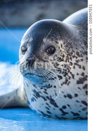 Close-up of a harbor seal's face Close-up of a harbor seal's face 108947851
