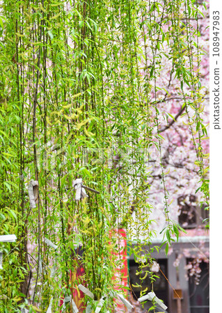 Beautiful weeping cherry blossoms and hexagonal willows at Rokkakudo, Shiunzan Chohoji Temple, Kyoto (Nakagyo Ward, Kyoto City) Beautiful weeping cherry blossoms and hexagonal willows at Rokkakudo, Shiunzan Chohoji Temple, Kyoto (Nakagyo Ward, Kyoto City) 108947983