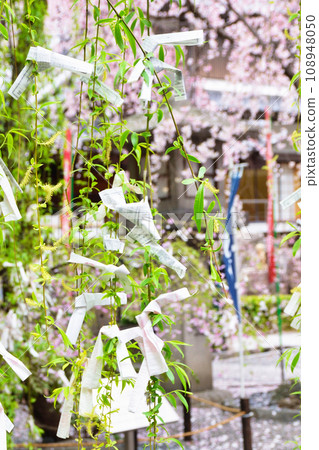 Beautiful weeping cherry blossoms and hexagonal willows at Rokkakudo, Shiunzan Chohoji Temple, Kyoto (Nakagyo Ward, Kyoto City) Beautiful weeping cherry blossoms and hexagonal willows at Rokkakudo, Shiunzan Chohoji Temple, Kyoto (Nakagyo Ward, Kyoto City) 108948050