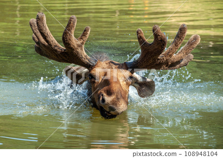 Majestic portrait moose swimming in lake with big horns in summer forest 108948104