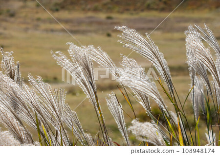 I love the breeze 108948174