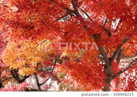 perspective scene of Momiji 108948225
