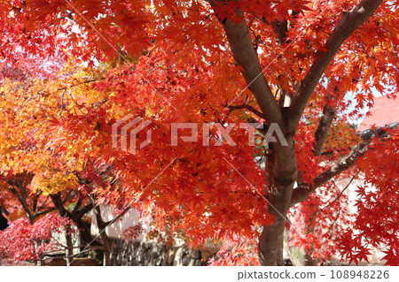 perspective scene of Momiji 108948226