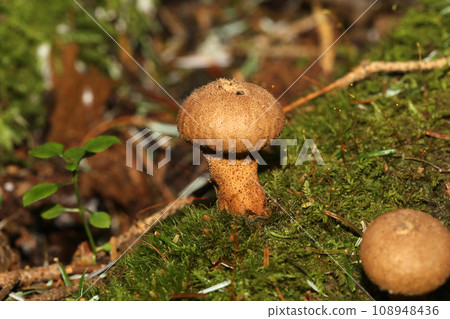Hokoritake Hokoritake 108948436