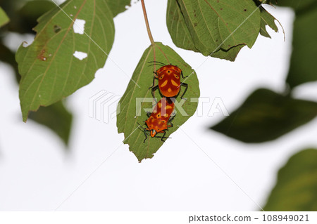 Mating of Cantao ocellatus 108949021
