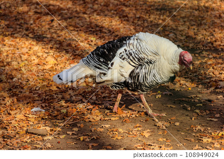 Female of wild turkey (Meleagris gallopavo) in autumn forest 108949024