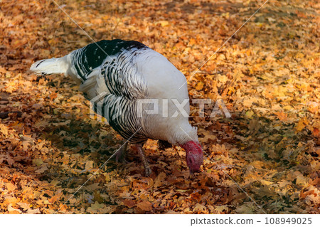 Female of wild turkey (Meleagris gallopavo) in autumn forest 108949025