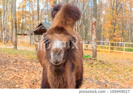 Large brown humped camel on a paddock farm 108949027