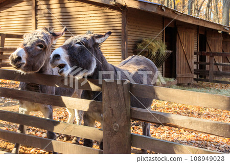 Donkeys in a paddock on farmyard Donkeys in a paddock on farmyard 108949028