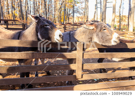Donkeys in a paddock on farmyard Donkeys in a paddock on farmyard 108949029