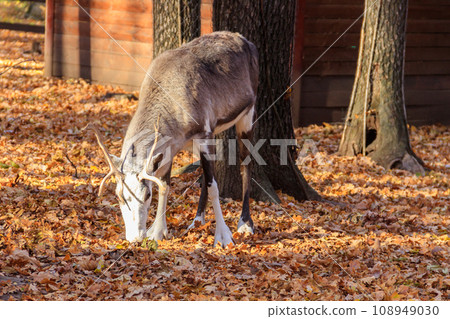 Reindeer (Rangifer tarandus) in the forest at autumn Reindeer (Rangifer tarandus) in the forest at autumn 108949030