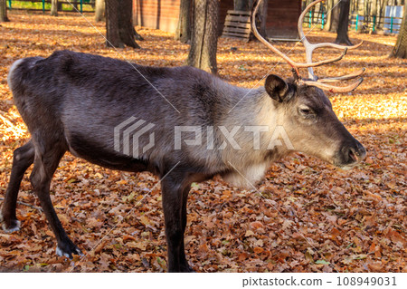 Reindeer (Rangifer tarandus) in the forest at autumn Reindeer (Rangifer tarandus) in the forest at autumn 108949031