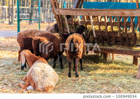 Sheep eating hay from the animal feeder in a paddock 108949034