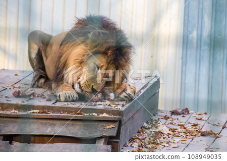 Male lion (Panthera leo) eating meat in a zoo 108949035