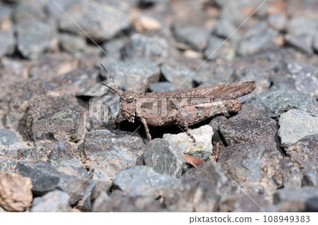 Ibo batta Ibo batta 108949383