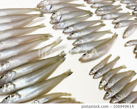 Image material of many freshly caught white squirrels lined up 108949614