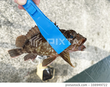 海邊防波堤釣石斑魚、石斑魚 海邊防波堤釣石斑魚、石斑魚 108949722