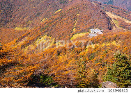 Autumn leaves of Takamine Plateau Autumn leaves of Takamine Plateau 108949825
