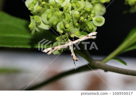 Ezogikutoriba 108950017