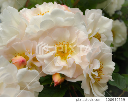 White roses in the garden, close-up of white roses White roses in the garden, close-up of white roses 108950339