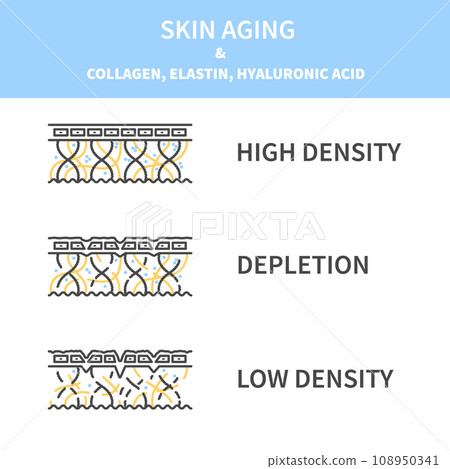 Collagen levels in young and aging skin diagram Collagen levels in young and aging skin diagram 108950341