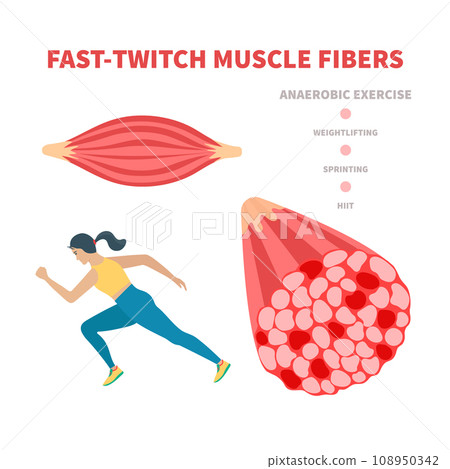 Fast twitch white muscle fiber type illustration 108950342