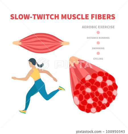 Slow twitch red muscle fiber type illustration Slow twitch red muscle fiber type illustration 108950343