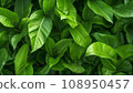 Green plant leaf background, close up photography 108950457