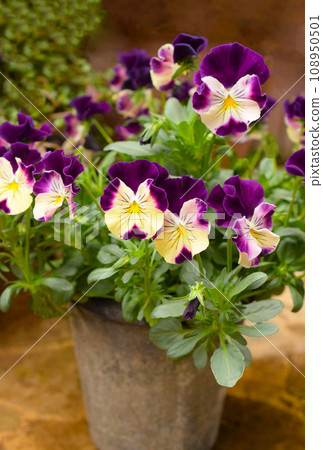盆中的三色堇花,盆中的中提琴花,雙色三色堇 盆中的三色堇花,盆中的中提琴花,雙色三色堇 108950501