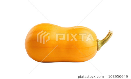 A Butternut on a transparent background A Butternut on a transparent background 108950649