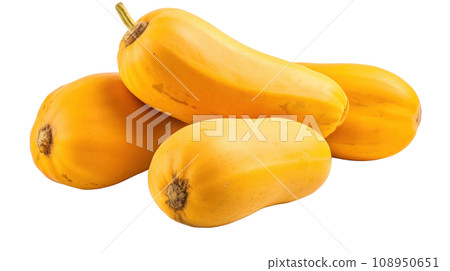 A Butternut on a transparent background A Butternut on a transparent background 108950651