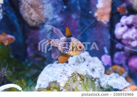 The pajama cardinalfish, spotted cardinalfish, coral cardinalfish, or polkadot cardinalfish (Sphaeramia nematoptera) The pajama cardinalfish, spotted cardinalfish, coral cardinalfish, or polkadot cardinalfish (Sphaeramia nematoptera) 108950966