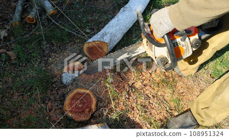 sawing a tree trunk with a chainsaw on the lawn, removing an old tree from a park or garden by cutting it into pieces using a gasoline saw 108951324