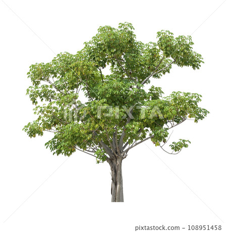 Cochlospermum regium or yellow silk cotton tree isolated on white. Cochlospermum regium or yellow silk cotton tree isolated on white. 108951458