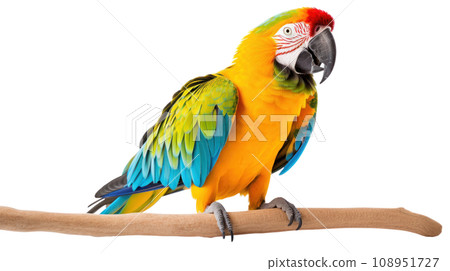 beautiful parrot on the transparent background 108951727