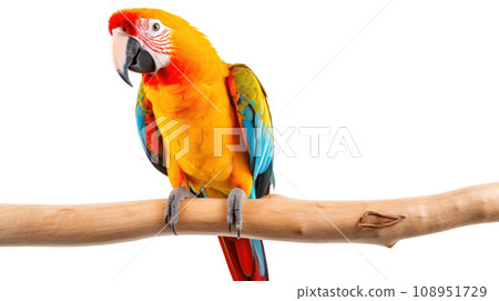 beautiful parrot on the transparent background beautiful parrot on the transparent background 108951729