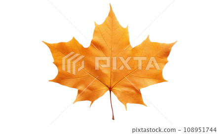 maple leaf autumn on the transparent background 108951744