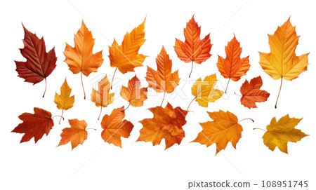 maple leaves autumn on the transparent background 108951745