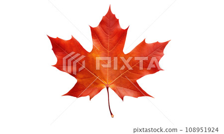 maple leaf on the transparent background maple leaf on the transparent background 108951924