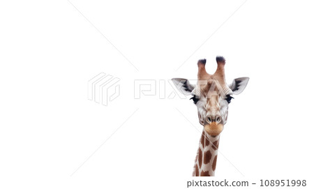giraffe on the transparent background 108951998