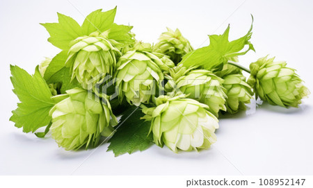 Hop on the isolated background Hop on the isolated background 108952147