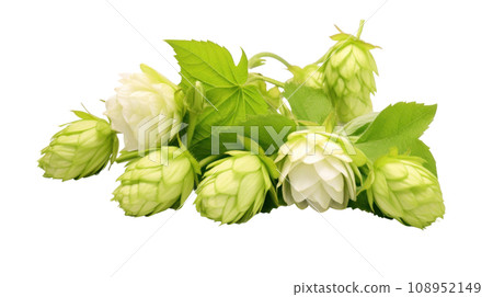 Hop on the transparent background 108952149