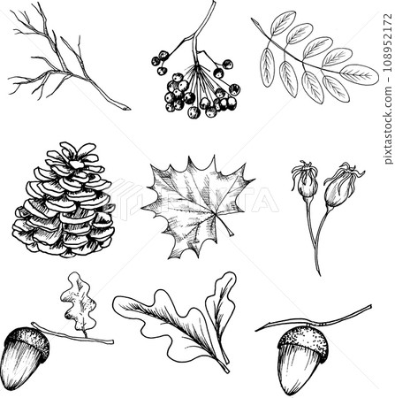 Vector illustration of rowan, acorns, leaves, cones, rosehip, twig, hand-drawn. Black and white sketch Vector illustration of rowan, acorns, leaves, cones, rosehip, twig, hand-drawn. Black and white sketch 108952172