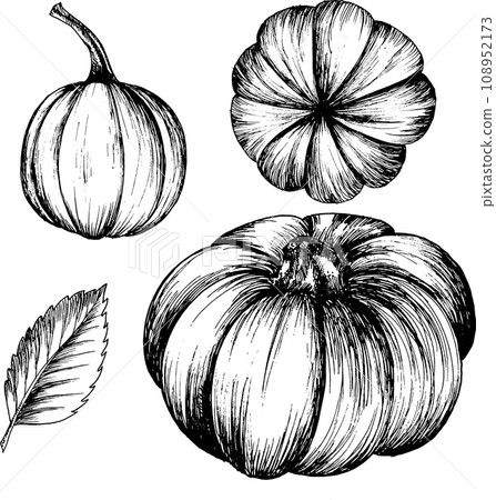 Vector graphic black and white drawing of pumpkin, hand drawn pumpkin, autumn,Halloween holiday Vector graphic black and white drawing of pumpkin, hand drawn pumpkin, autumn,Halloween holiday 108952173