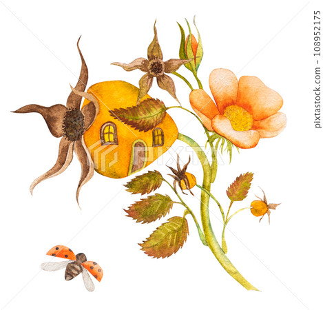 Watercolor illustration of rosehip flowers and leaves,blooming rosehip house.hand drawn illustration Watercolor illustration of rosehip flowers and leaves,blooming rosehip house.hand drawn illustration 108952175