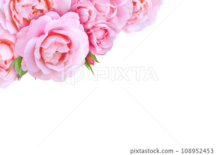 Pink roses and buds in the corner isolated on the white background 108952453