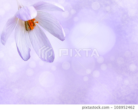 Purple crocus flower in the corner of the blurred background 108952462