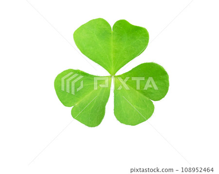 Shamrock green leaf symbol of Ireland and Saint Patrick Day isolated on white 108952464